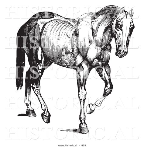 Historical Vector Illustration of an Engraved Horse Anatomy Featuring