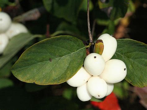 Snowberries Again Beside Our Driveway Andy Andrew Fogg Flickr