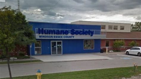 Windsor/Essex County Humane Society to continue welfare enforcement ...