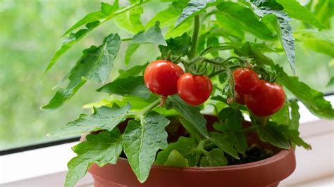 How To Grow Tomatoes In Pots — 7 Easy Steps Toms Guide