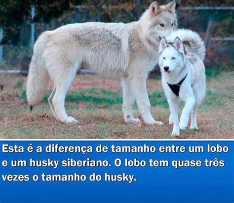 eb esta a diferença de tamanho entre um lobo e um husky siberiano o lobo tem quase três vezes