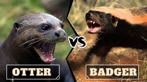 Honey Badger Vs Giant Otter Who Would Win Youtube