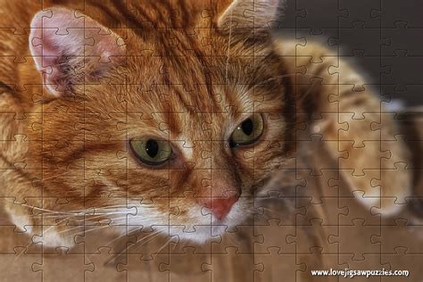 Play cats puzzles online for free! Funny and Cute Jigsaw Puzzles | Free Online Jigsaws