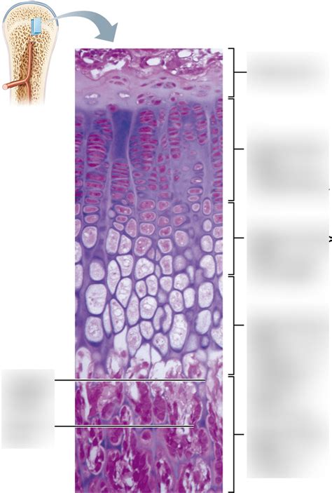 Growth In Length Of A Long Bone Occurs At The Epiphyseal Plate Diagram