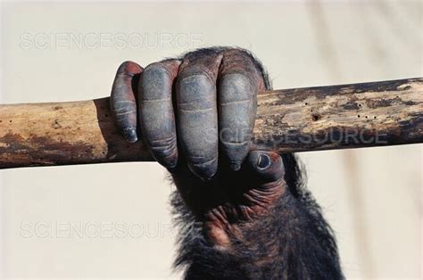 Photograph Chimpanzee S Opposable Thumb Science Source Images