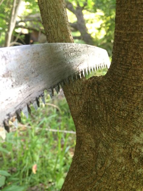 How To Make A Proper Pruning Cut Texas Tree Team Houston Tree