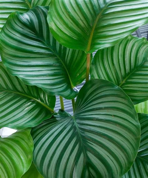 Stunning Big Leaf Plants You Need Paisley Plants