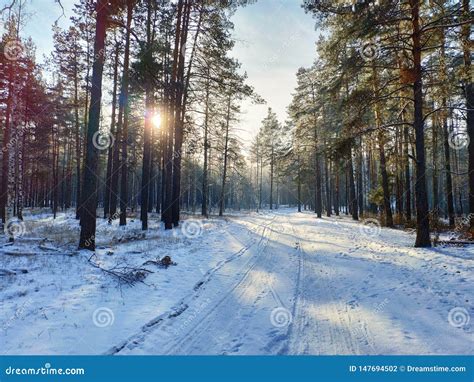 Winter Forest At Sunset Stock Photo Image Of Wide Field 147694502