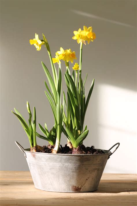 Daffodils Little Pots Of Happiness Lotts And Lots Making The