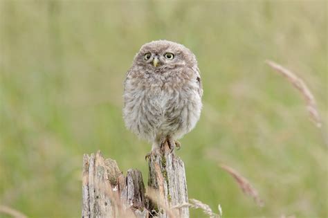 Little Owls Paul Miguel Wildlife Photography