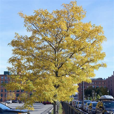 Saving The Honey Locust Trees Of A Street Caught In Southie