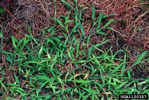 Southern Crabgrass Digitaria Ciliaris