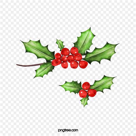 Watercolor Holly Png Transparent Christmas Green Watercolor Holly Red