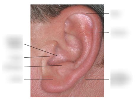 Anatomy Of Ear Quizlet