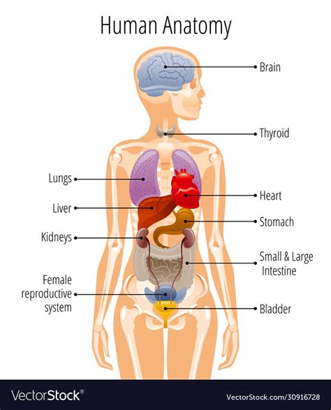Human Body Anatomy Woman Internal Organ Royalty Free Vector