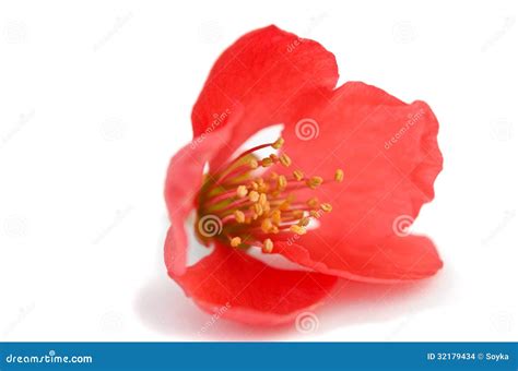 Beautiful Red Flower Stock Photo Image Of Nature Plant 32179434