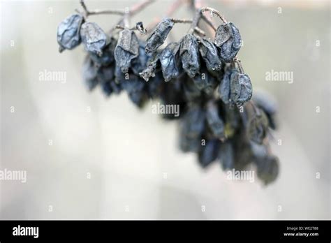 Rotten Berries Hi Res Stock Photography And Images Alamy