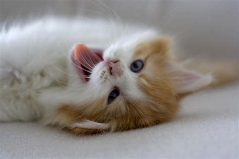 Arent They Cute Cute Kittens Photo 10651620 Fanpop