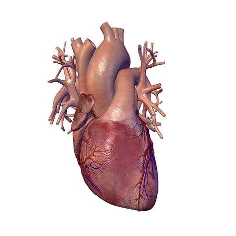 Human Heart With Coronary Arteries Photograph By Hank Grebe Pixels