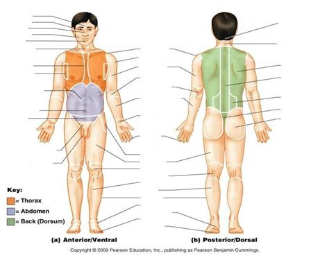 Body Orientation Diagram Quizlet