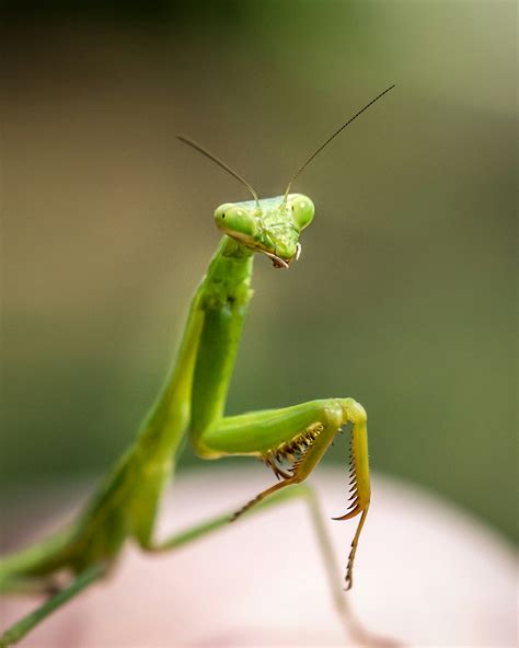 Praying Mantis Pictures Download Free Images On Unsplash
