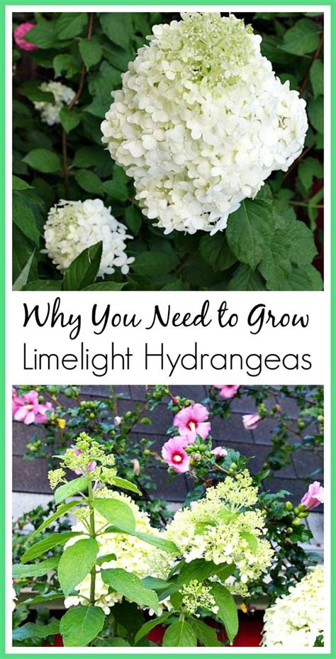 The longer i garden, and the lower maintenance i want my garden to be, the more flowering shrubs i plant. The Perfect Hydrangea - My Fast Growing "Limelight ...