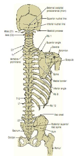 Skeleton Of The Back 5 ~ Medical Encyclopedia