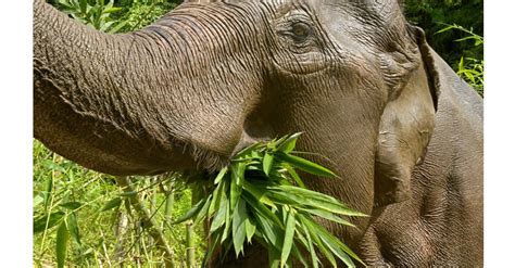 What Do Elephants Eat Their Diet Explained A Z Animals