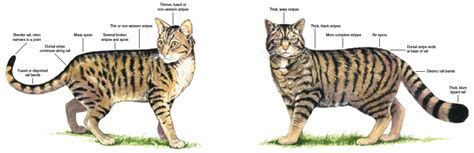 Abes Animals Differences Between European Wildcat Right And Hybrid