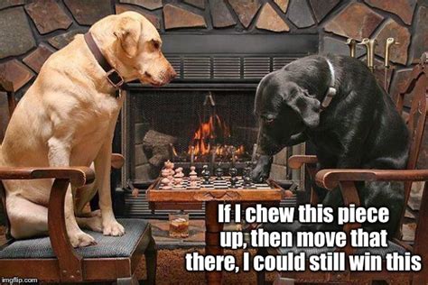 Doge Playing Chess Meme Dog And Rabbit Playing Chess Make Your Move