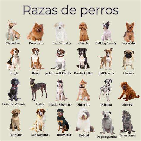 Razas De Perros Nombres Fotos Y Características