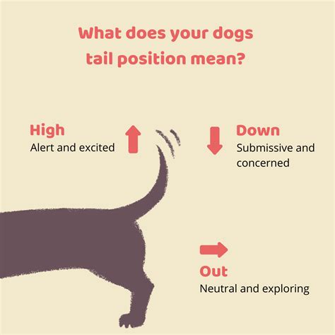 What Does A Dog Tail Wag Mean