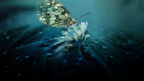 Maybe you would like to learn more about one of these? 1920x1080 Beautiful Butterfly Nature Laptop Full HD 1080P ...