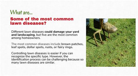 5 Most Common Lawn Diseases And How To Treat Them Turf Badger Blog