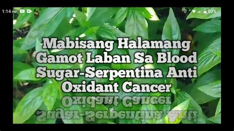 Mabisang Halamang Gamot Laban Sa Blood Sugar Serpentina Anti Oxidant
