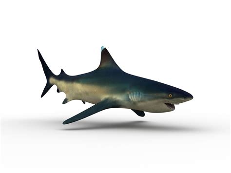 Shark 3d Model Animated Rigged Cgtrader