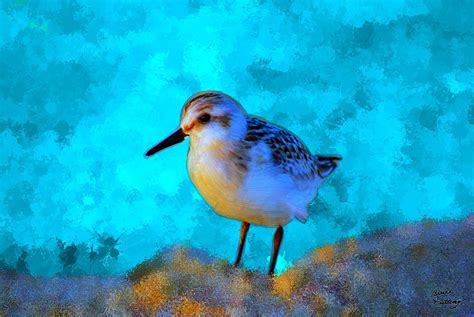Sand Piper Painting By Bruce Nutting Fine Art America
