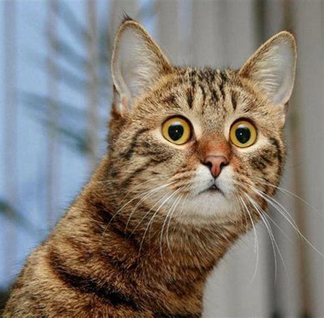 10 весёлых фотографий удивлённых котов Ололо смешные картинки и