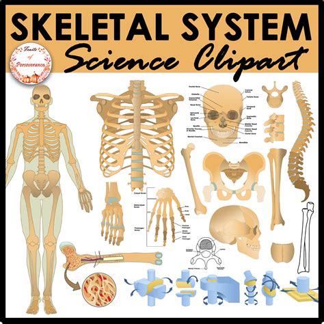 Skeletal System Anatomy Clipart Joints And Bones Labels And Diagrams