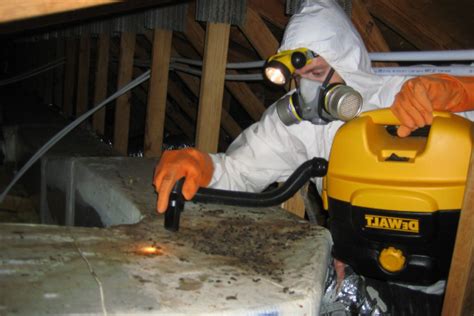 How To Get Bats Out Of Your Attic Wildlife Pest Control