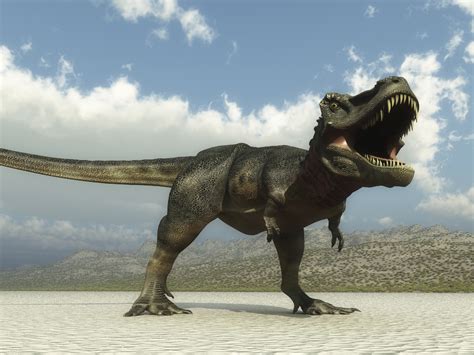Echte Giganten Dinosaurier Lingo Das Mit Mach Web