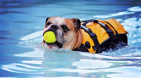 French bulldogs are top heavy and sink like rocks. Dog Breeds That Cannot Swim - Pawversity