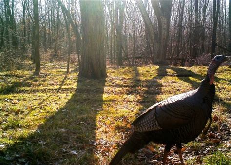 Bowhunting Turkeys Without A Blind Turkey Camo Pattern For Hunting In