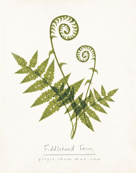 Fern Drawing Botanical Art Botanical Drawings Botanical Illustration
