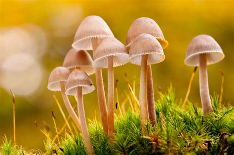 How To Photograph Fungi Nature Ttl