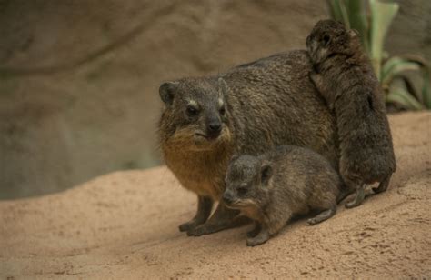 Tiny Rock Hyrax Triplets Born At Chester Zoo Zooborns