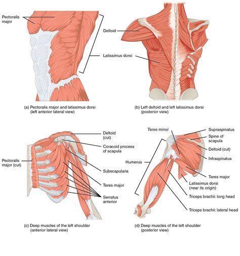 Muscles Of The Pectoral Girdle And Upper Limbs Douglas College