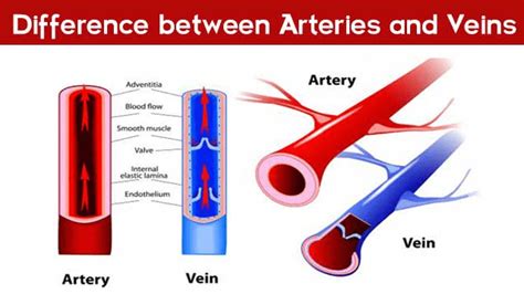 15 Important Differences Between Arteries And Veins Cbse Class Notes