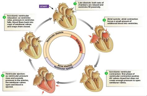 The Complete Guide To Understanding The Cardiac Cycle A Labeled Diagram