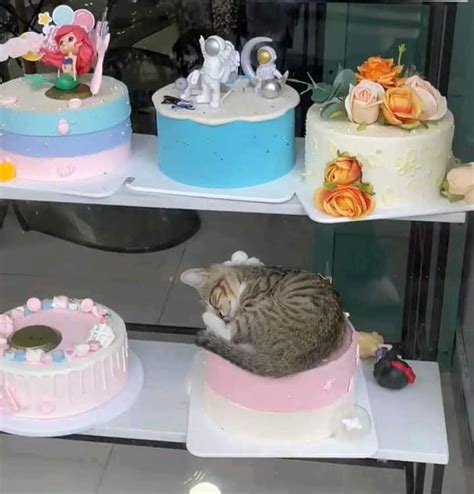 Cat Loves Cake 9gag